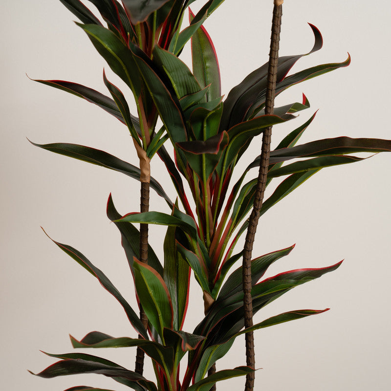 120Cm Real Touch Dracaena Tree